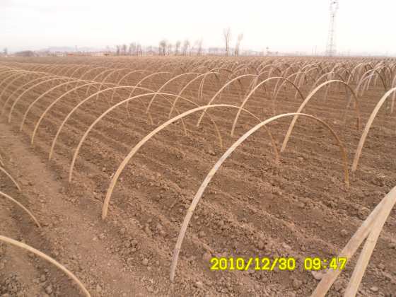 马铃薯4米拱棚 地膜覆盖栽培技术