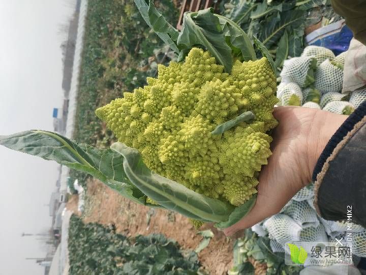 供应 宝塔菜花,高营养,高保健蔬菜产品
