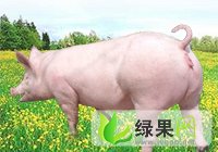 供应 山东供应各种母猪及皮杜公猪