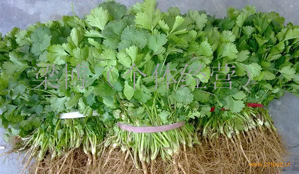 供应 河北昌黎香菜:新集蔬刘树旺