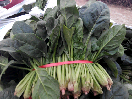 大叶菠菜价格图片