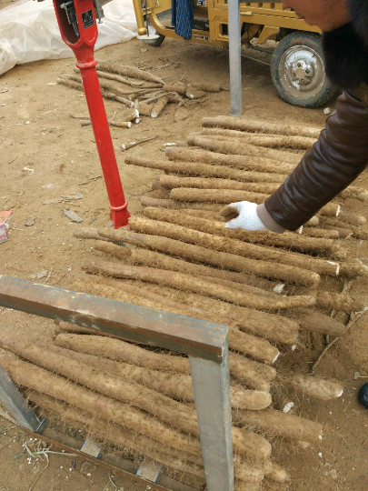 郭大鹏2015年11月14日大名县山药价格 绿果网产地报价