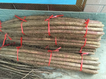 铁棍山药价格