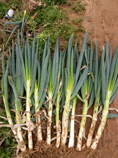 漳浦大葱 (12月到5月)