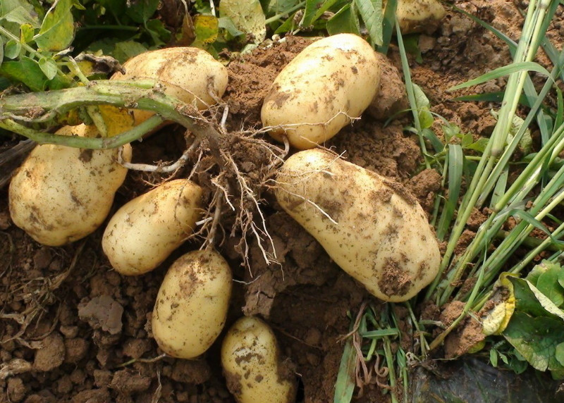 2013年紫花白土豆价格行情(产地)_中国土豆网_蔬菜商情网