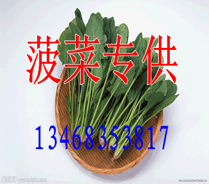 于信良:2013年03月20日莒县菠菜价格