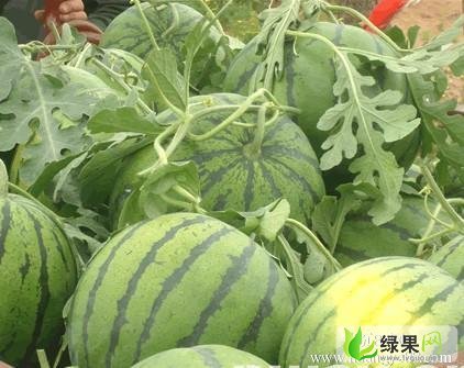 吉林乾安地雷瓜:让字镇高先生