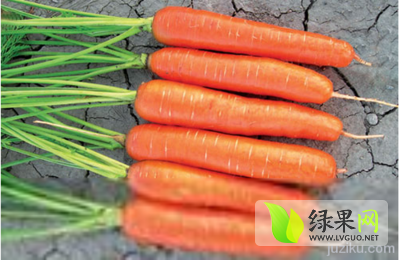 06月15日定西红萝卜萝卜报价[刘德顺提供]