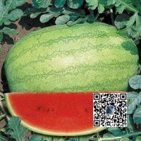 吉林洮南地区西瓜价格持续下降