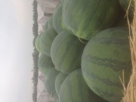 昌乐尧沟刘鹏5月花皮无籽西瓜 - 西瓜商情网 - 