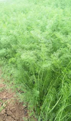 原阳秋香菜价格