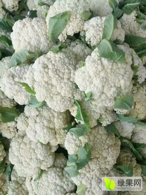 供应 苏北有机花菜基地长年大量供应有机花菜