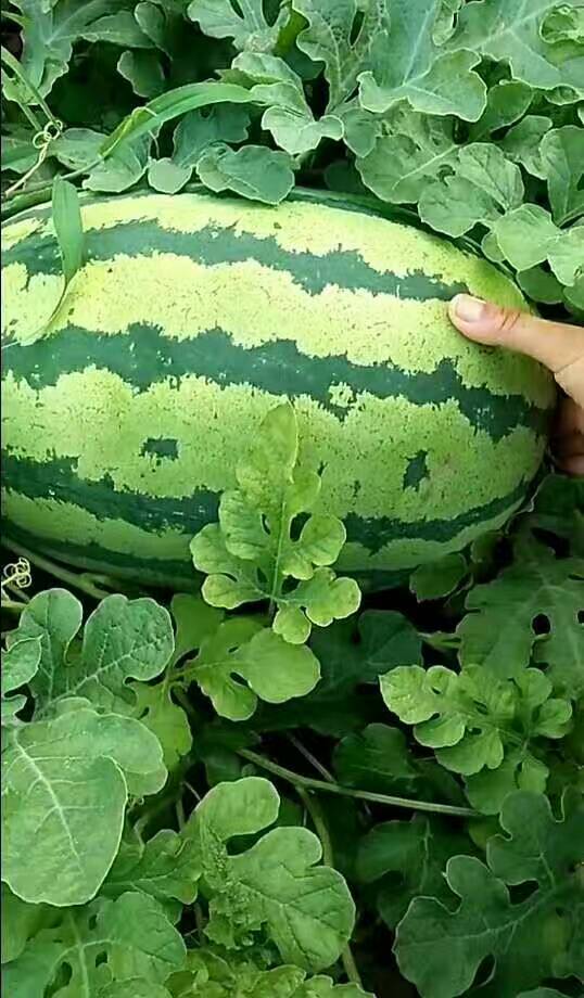 ɹͨп10Ķ