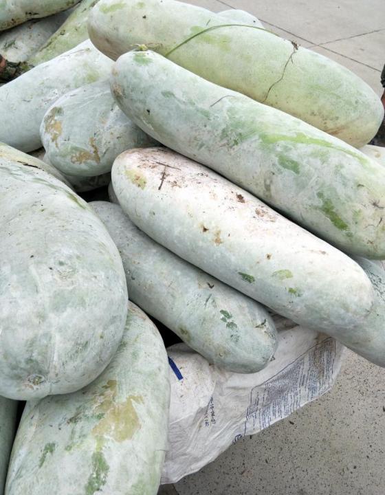 供应:扶沟白皮冬瓜大量上市 大青皮冬瓜