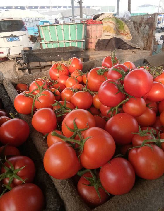 供应:莘县以色列西红柿 硬粉西红柿货量大