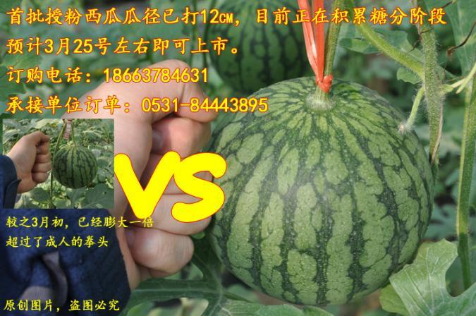 2018年3月产地直供山东仁风富硒西瓜