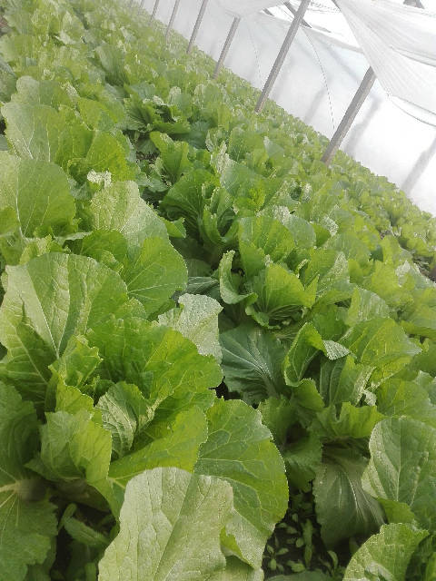 供应青州白菜大量出售春季大棚大白菜