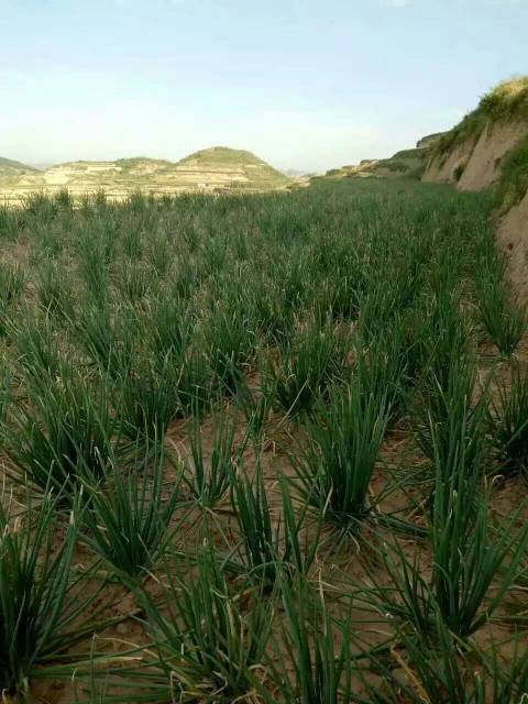 供应 陕北原生态红葱现已大量上市