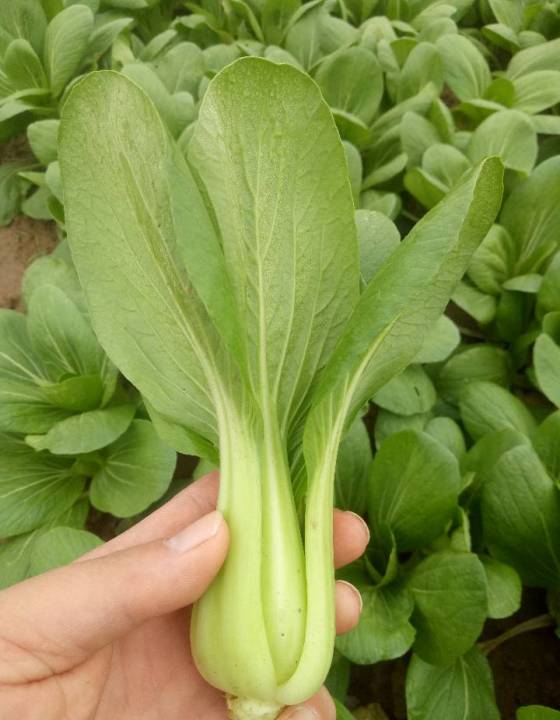 曹县万亩油菜基地,常年供应精品油菜 小白菜价格网