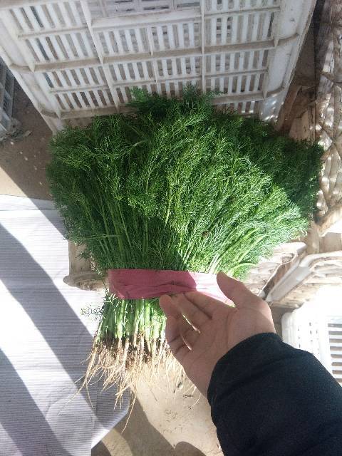 5月到12月上市                /茴香苗