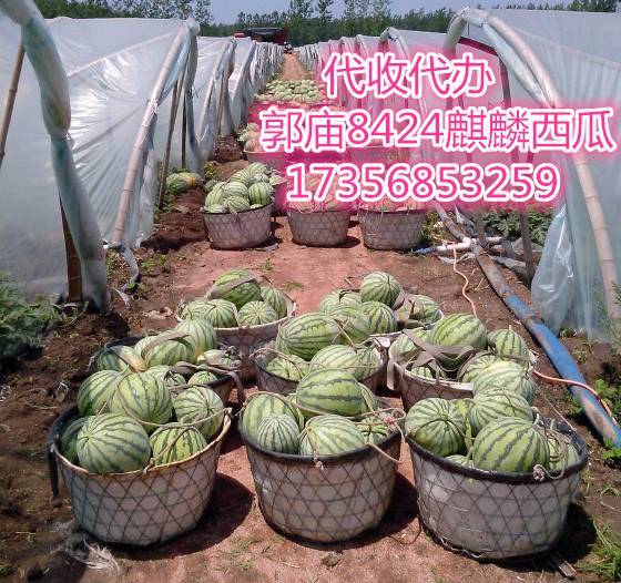 供应 太和县郭庙乡专业种植大棚麒麟西瓜8424