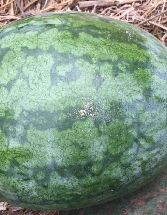 供应 河南通许沙地西瓜 品种 有花皮无籽 京欣
