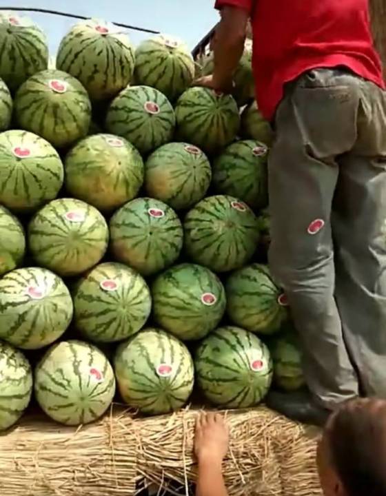 供应 乌拉特前旗欢迎各地货主实地考察看瓜