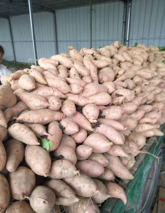 供应:开封每年都是七月份大量上市品种有龙薯九号