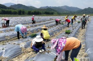 供应:英德辣椒 合作社在乡镇种植700多亩新一代朝天椒图片