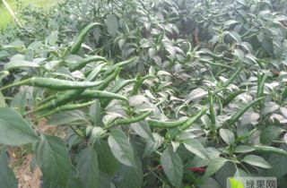 供应:英德辣椒 合作社在乡镇种植700多亩新一代朝天椒图片