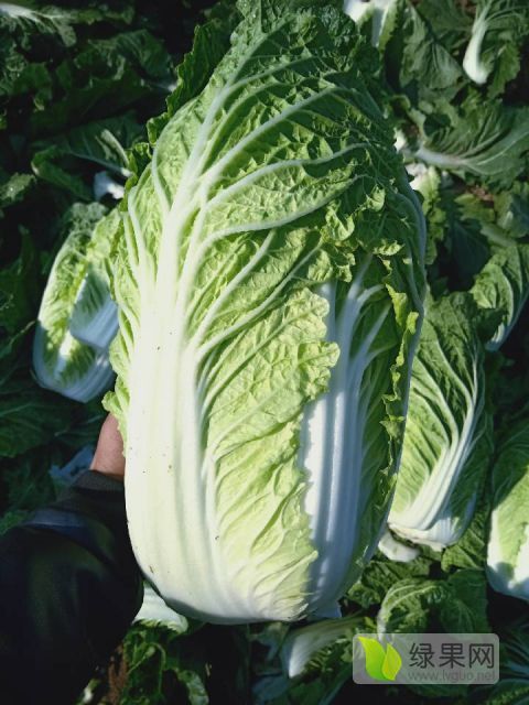 供应 白菜,韩国黄心白菜,(玲珑黄)北京新三号