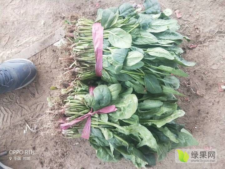 供应 小叶菠菜(高杆菠菜)大量上市了