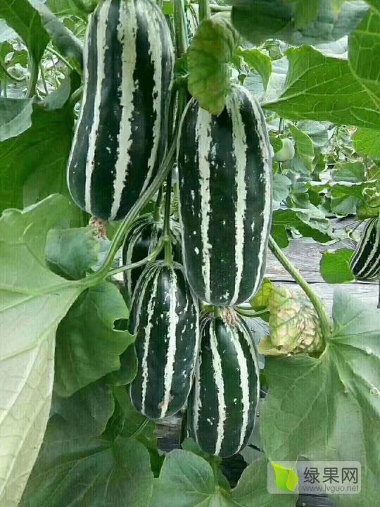 供应 潍坊博洋九甜瓜