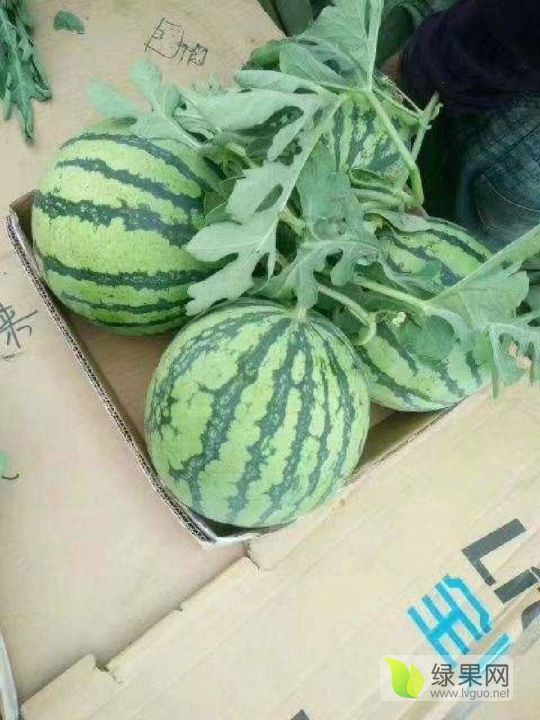 河南省商丘夏邑西瓜,商丘夏邑西瓜供应,河南夏邑西瓜最大_大山谷图库