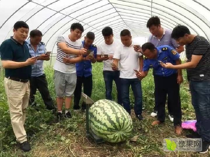 广西扶绥黑美人西瓜五月5号左右大量上市