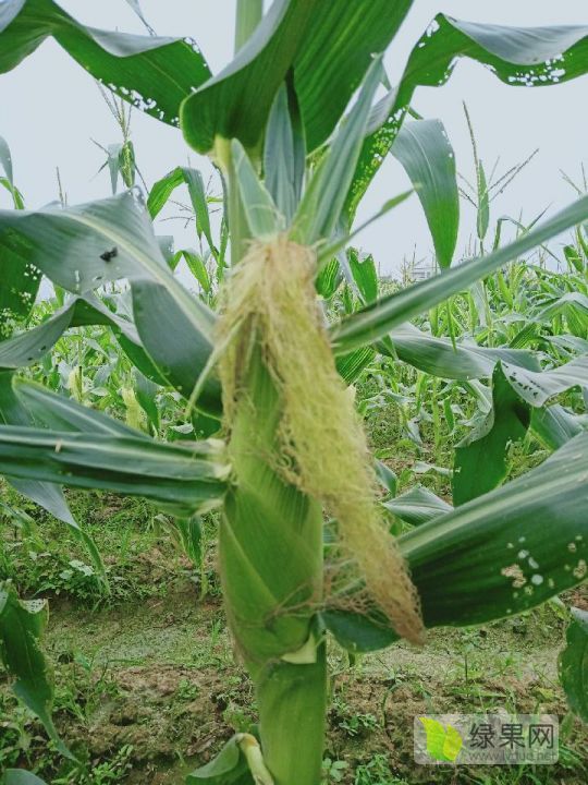 供应 广东茂名高州130亩太阳花3甜玉米4月下旬上市