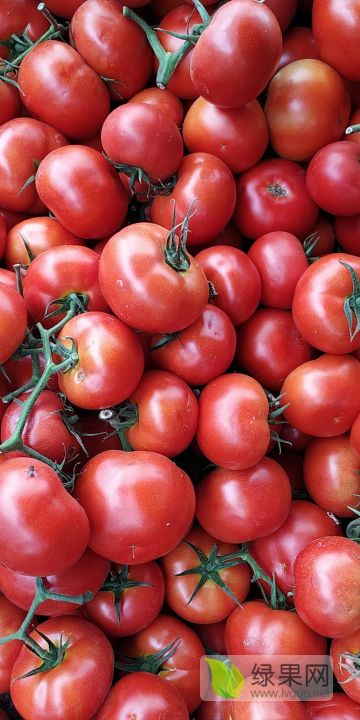以色列西红柿价格