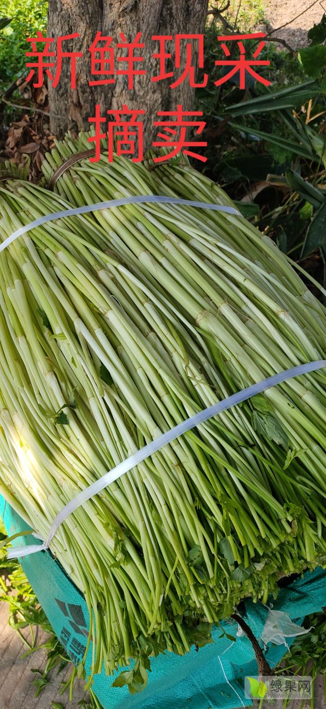 供应:南宁市武鸣区自家种植水芹菜,大量上市批发销售