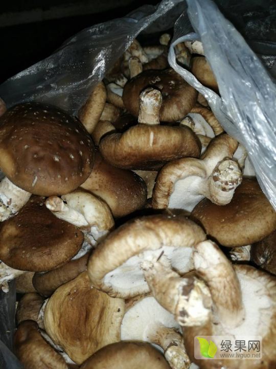 供应:出售新鲜香菇批发