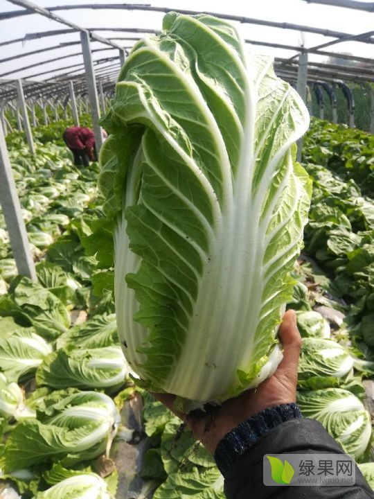 供应:春天,泰安范镇大棚白菜上市