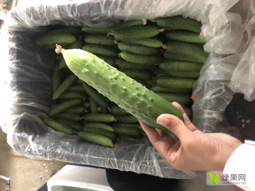 供应 供应黄瓜,大刺品种