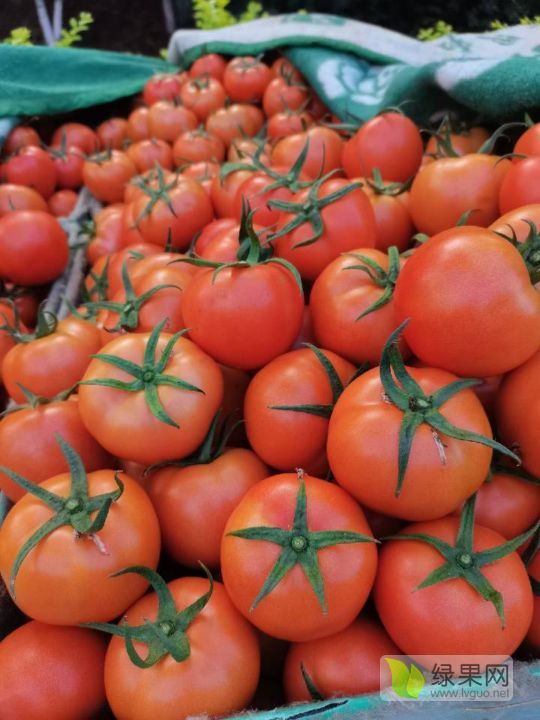 哈尼族彝族自治州弥勒县 竹园镇 10月到11月上市 品 种:以色列西红柿