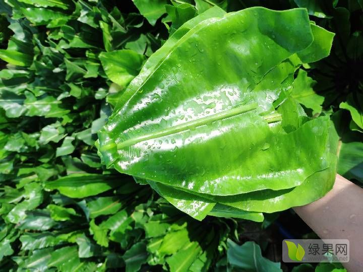 供应:超精品山苏叶上市
