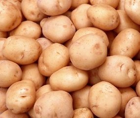 尤金885土豆简介 - 绿果土豆品种