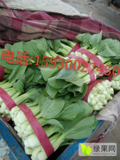 吴利平12月蒜黄其他蔬菜 - 其他蔬菜价格网