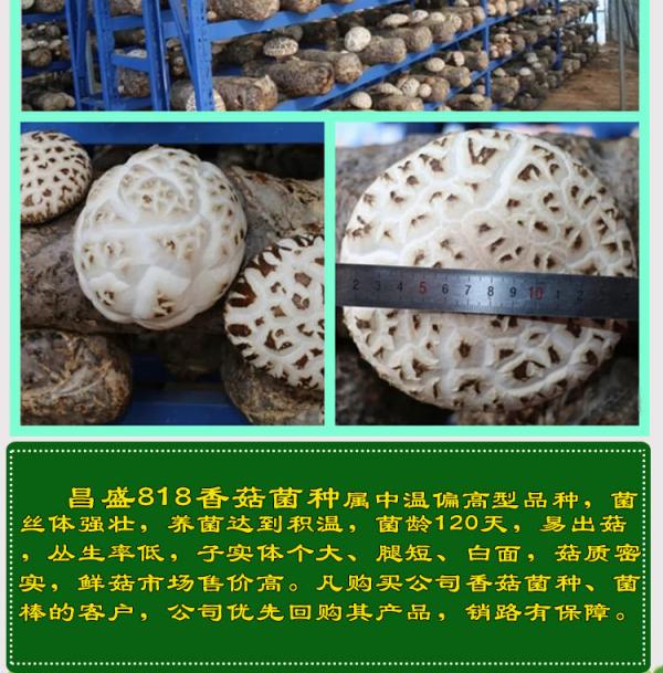 供应菌种批发819香菇菌种菇质瓷实子实体大