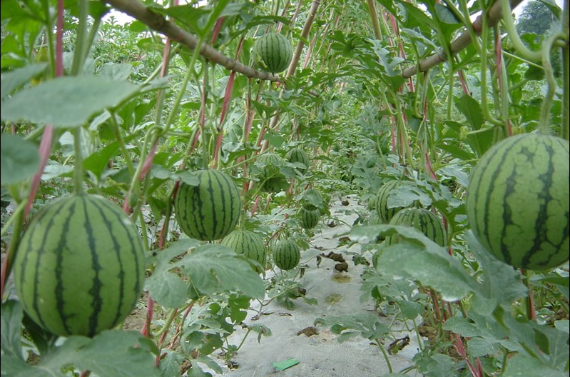 是全国最早最大的西瓜种植基地;09年上市间为6月15 日每到西瓜成熟