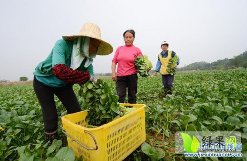 江西永修蔬菜产业大力发展 面积逐年增加