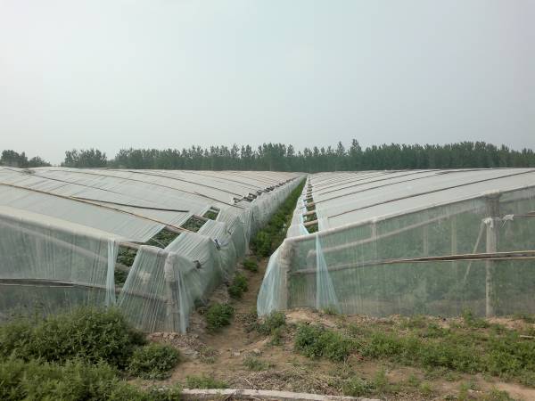 山东聊城许营今日下瓜场景