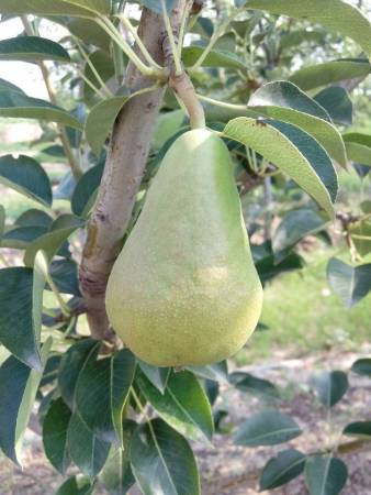 三季梨 - 农产品_绿果网